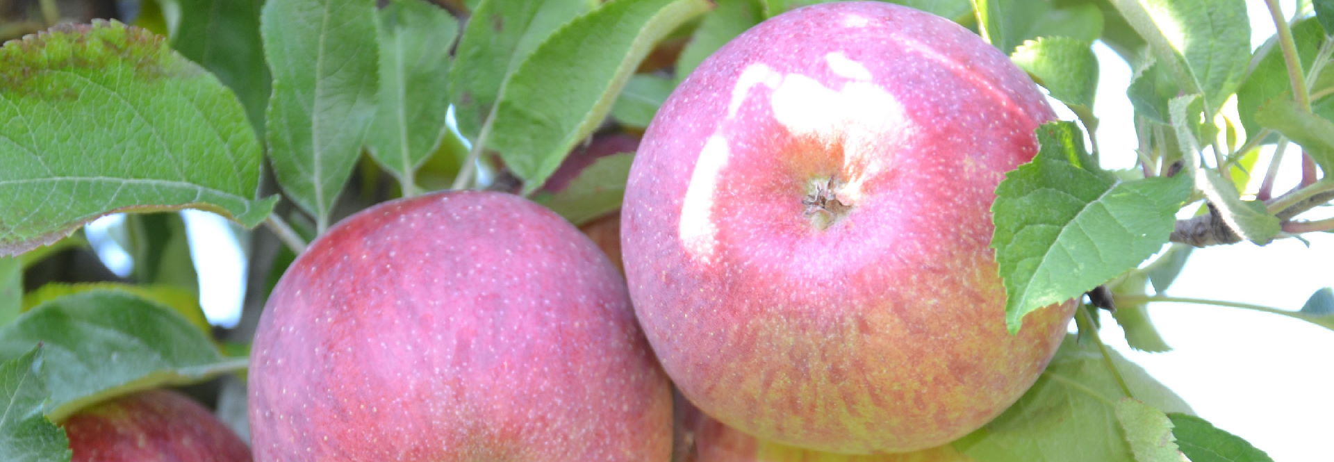 Headerbild der Seite